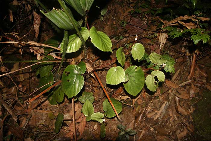 Picture 3 of See the new plant species just discovered at Dakrong Nature Reserve