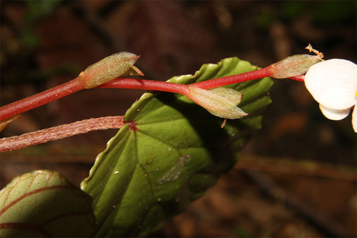 Picture 4 of See the new plant species just discovered at Dakrong Nature Reserve