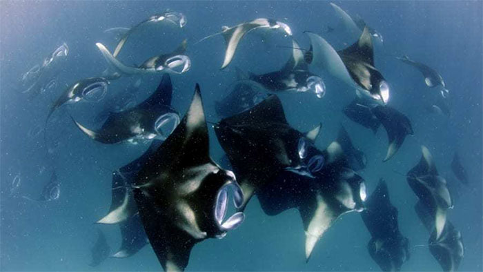 Picture 5 of See the world's largest population of 'gentle underwater giants'