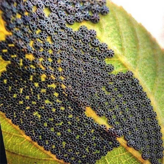 Picture 1 of See this on your plant leaves, don't touch it!