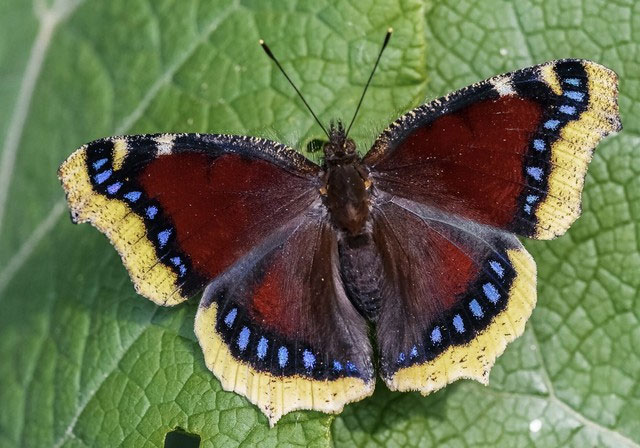 Picture 2 of See this on your plant leaves, don't touch it!