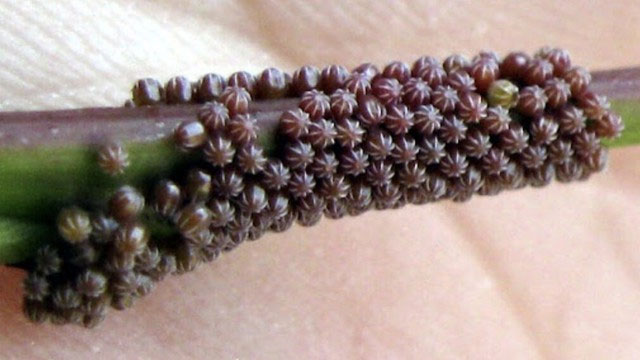 Picture 3 of See this on your plant leaves, don't touch it!