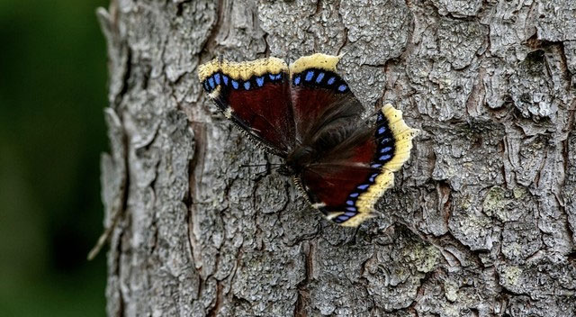 Picture 4 of See this on your plant leaves, don't touch it!