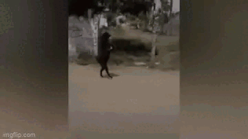 Picture 3 of Seeing the goat walking on two legs, the owner took out his phone to record, what happened next caused shivers