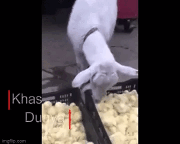 Picture 4 of Seeing the goat walking on two legs, the owner took out his phone to record, what happened next caused shivers