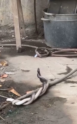 Picture 1 of Seeing the two snakes intertwined, locals believe it's an 'omen,' and netizens offer explanations.