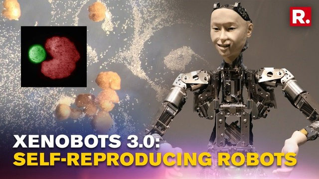 Self-reproducing living robots: Scientific breakthrough and potential consequences! Picture 3