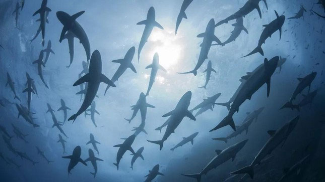 Serious threat as sharks become pet food Picture 1