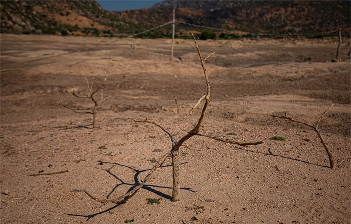 Picture 12 of Severe drought in the Central region caused flocks of Ninh Thuan sheep to die and the lake to have a bare bottom and crack