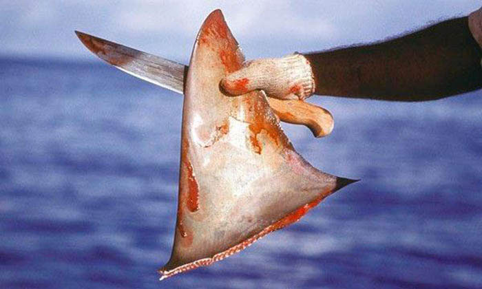 Shark fin is likened to a luxury tonic, but is it really good? Picture 2