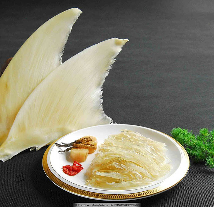 Shark fin is likened to a luxury tonic, but is it really good? Picture 3