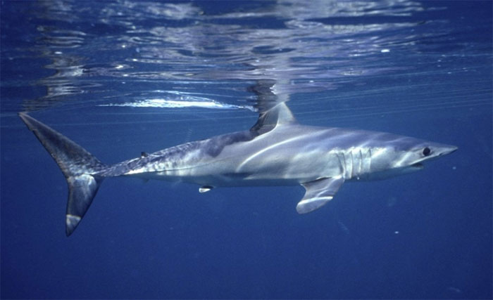 Shark protein can prevent Covid-19 and SARS-CoV-2 virus variants Picture 1