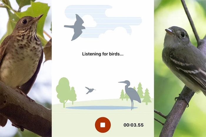 'Shazam for birds' app detects songs with incredible accuracy Picture 1