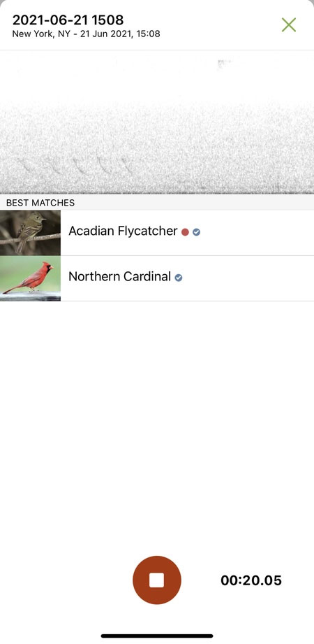 'Shazam for birds' app detects songs with incredible accuracy Picture 2