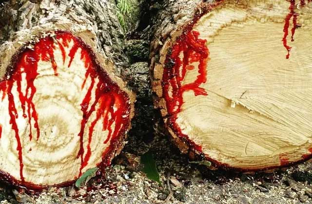 'Shiver' at the plant that bleeds like humans! Picture 1