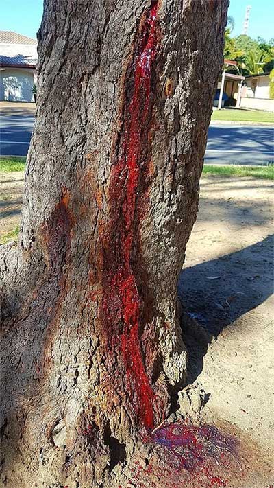 'Shiver' at the plant that bleeds like humans! Picture 3