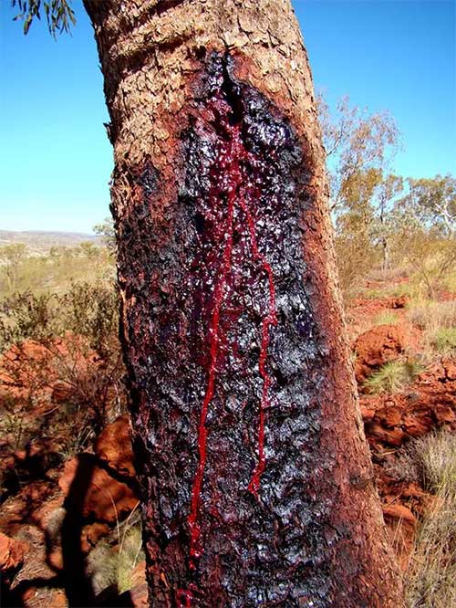 'Shiver' at the plant that bleeds like humans! Picture 4