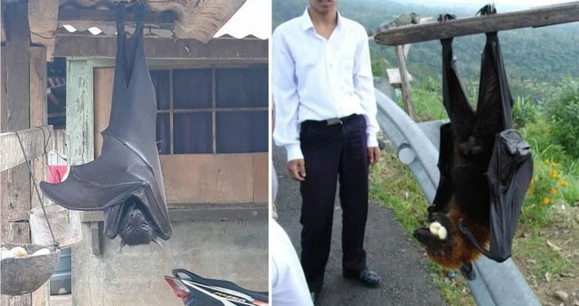 Picture 1 of Shocking discovery: Philippine bats as big as adults.
