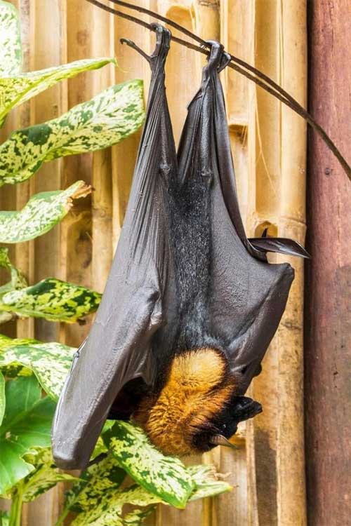 Picture 2 of Shocking discovery: Philippine bats as big as adults.