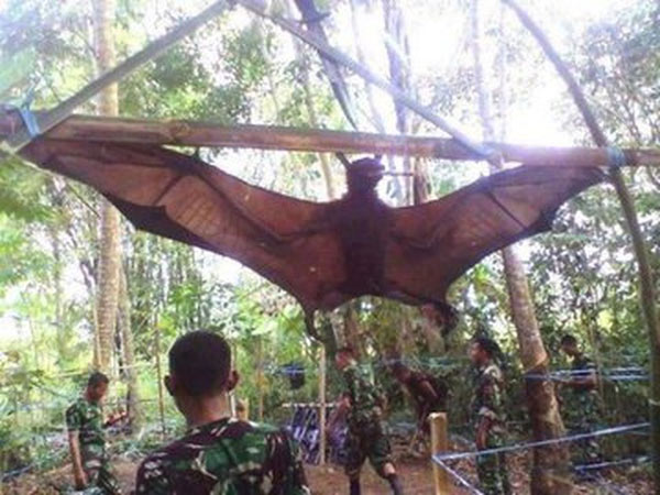 Picture 3 of Shocking discovery: Philippine bats as big as adults.