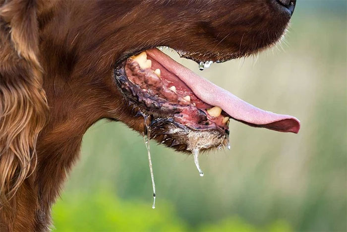 Picture 1 of Signs of a rabid dog