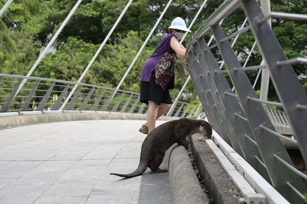 Singapore is being 'terrorized' by otters, each of their meals can be worth thousands of dollars! Picture 2