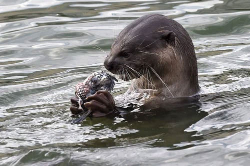 Singapore is being 'terrorized' by otters, each of their meals can be worth thousands of dollars! Picture 3