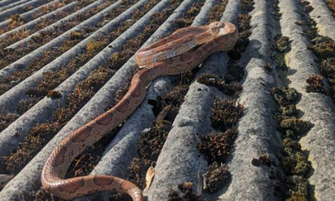 Picture 1 of Snake missing for 1 year escapes crow's claws and meets owner again