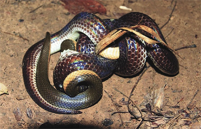 Picture 3 of Snakes are gentle towards humans, but are the enemy of poisonous snakes