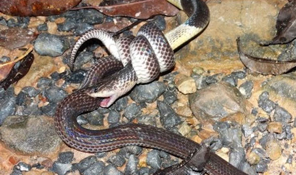 Picture 4 of Snakes are gentle towards humans, but are the enemy of poisonous snakes