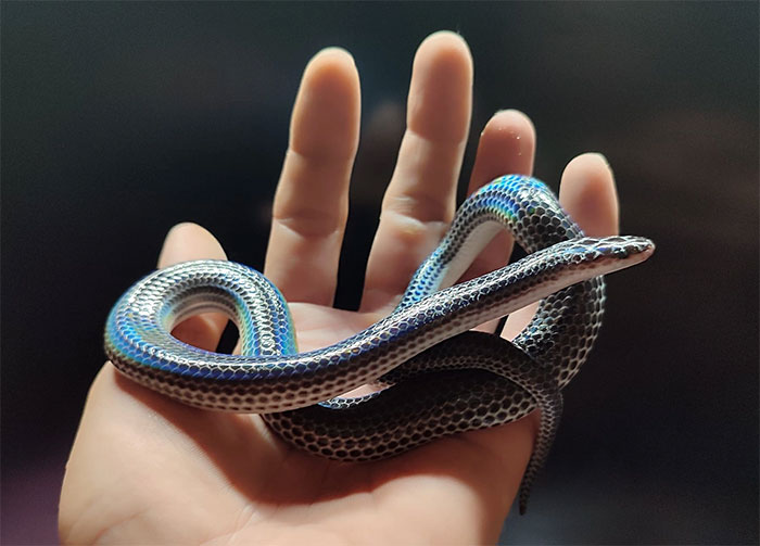 Picture 5 of Snakes are gentle towards humans, but are the enemy of poisonous snakes