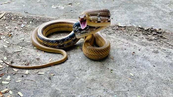 Snakes Are Very Aggressive But Not Poisonous And Are Useful For Agriculture