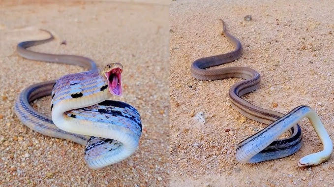 Picture 4 of Snakes are very aggressive but not poisonous and are useful for agriculture