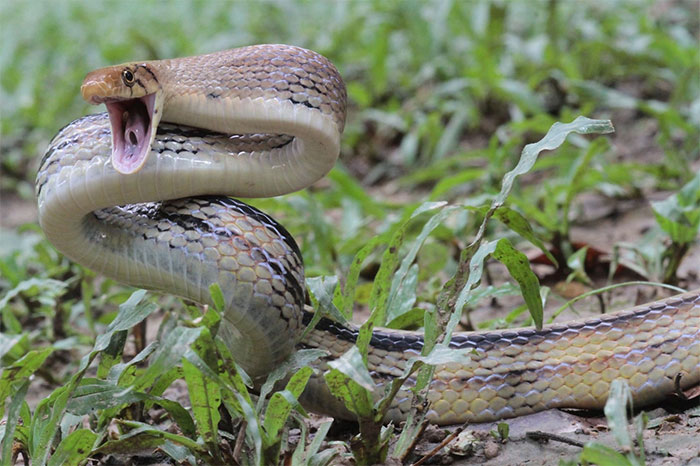 Picture 5 of Snakes are very aggressive but not poisonous and are useful for agriculture
