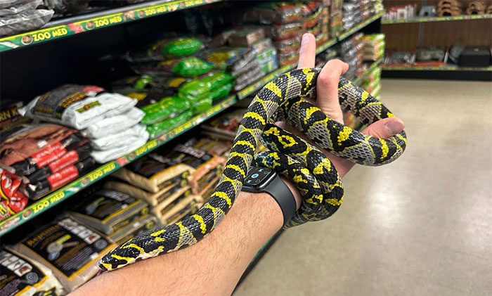 Picture 4 of Snakes with colorful and unique patterns in Vietnam!