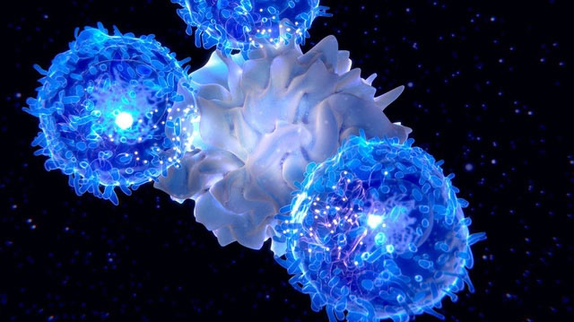 Social stress causes premature aging of the immune system Picture 2