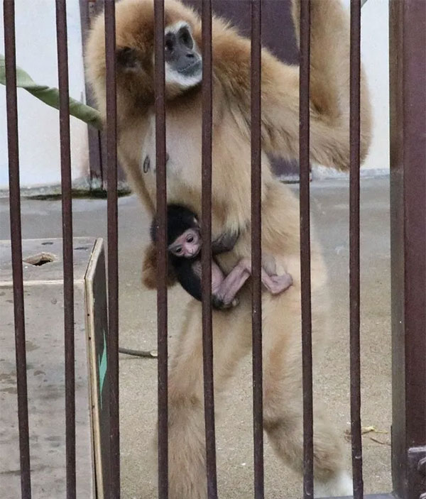Solving the mystery of female gibbon getting pregnant at Japanese zoo Picture 1