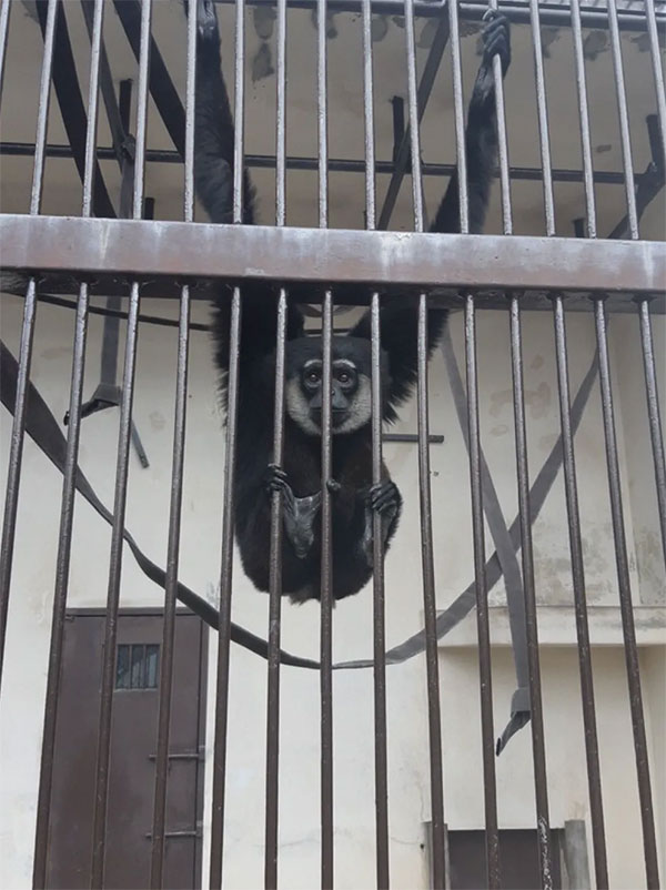 Solving the mystery of female gibbon getting pregnant at Japanese zoo Picture 2