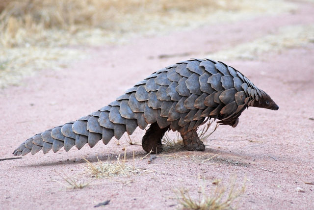 Picture 3 of Some surprising facts about animals that people with no knowledge of biology will definitely shock