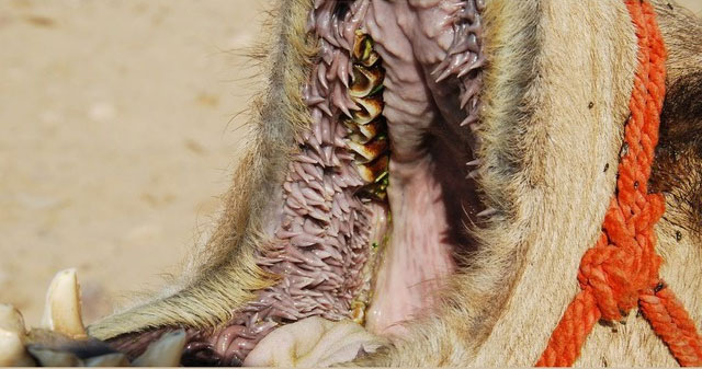 Picture 5 of Some surprising facts about animals that people with no knowledge of biology will definitely shock
