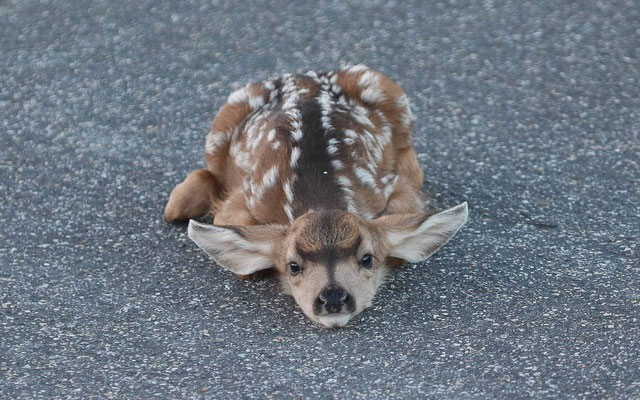 Picture 6 of Some surprising facts about animals that people with no knowledge of biology will definitely shock