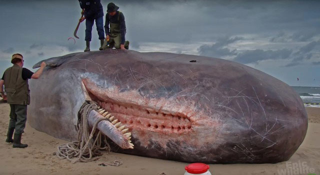 Picture 7 of Some surprising facts about animals that people with no knowledge of biology will definitely shock