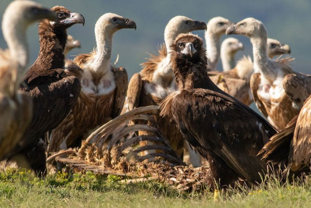 Picture 8 of Some surprising facts about animals that people with no knowledge of biology will definitely shock