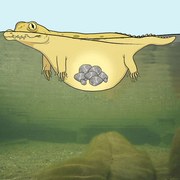 Picture 9 of Some surprising facts about animals that people with no knowledge of biology will definitely shock