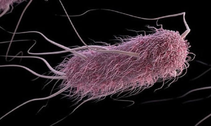 Picture 1 of Sound-controlled bacteria kill cancer cells