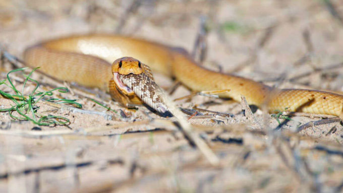 South African cobra swallows poisonous snakes