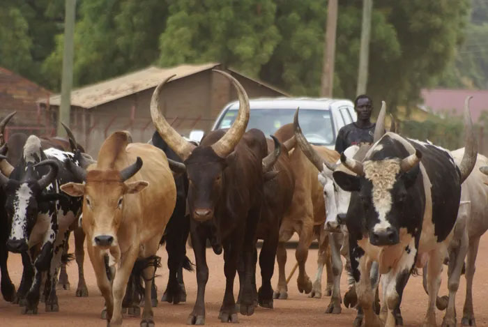 South Sudan's Dinka Tribe: The Tallest People in Africa Picture 9