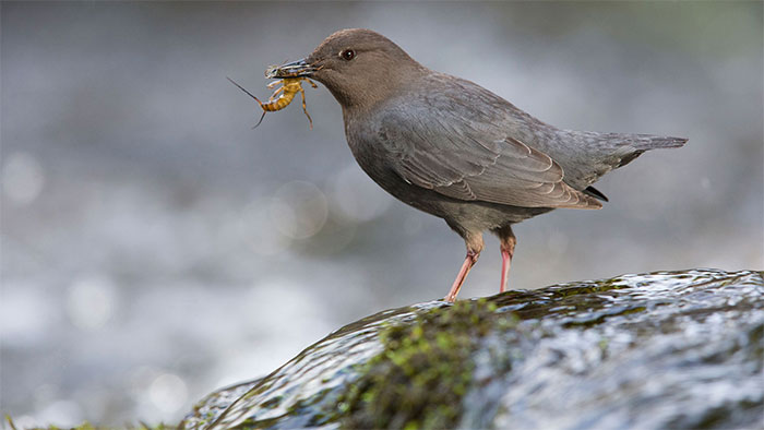 Sparrows specialize in foraging underwater with super skills of 'diving' Picture 1