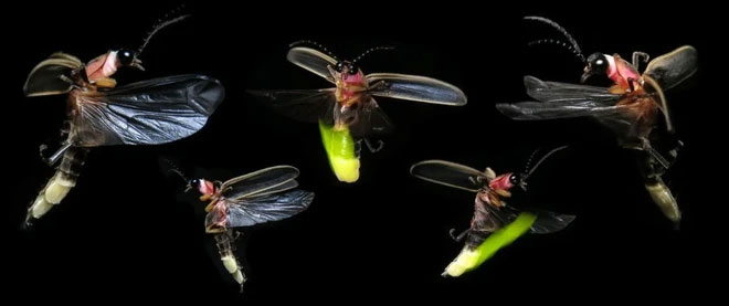 Picture 2 of Special ability helps fireflies 'show light' at night