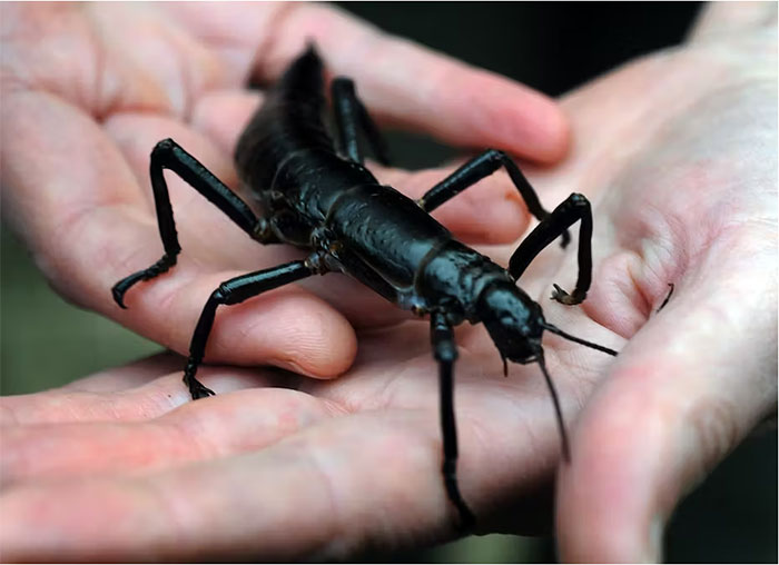 Picture 1 of Species thought to be extinct for more than 100 years suddenly 'revived' spectacularly, making scientists extremely happy